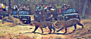 Adventurous Tadoba