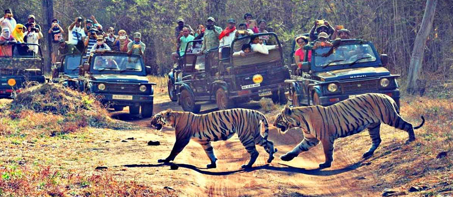 Adventurous Tadoba