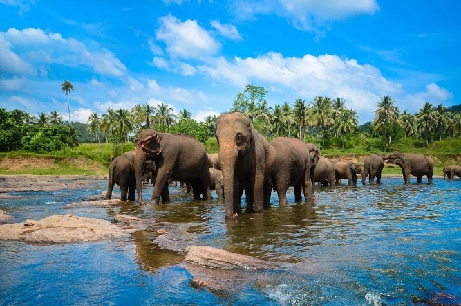 Scenic Srilanka